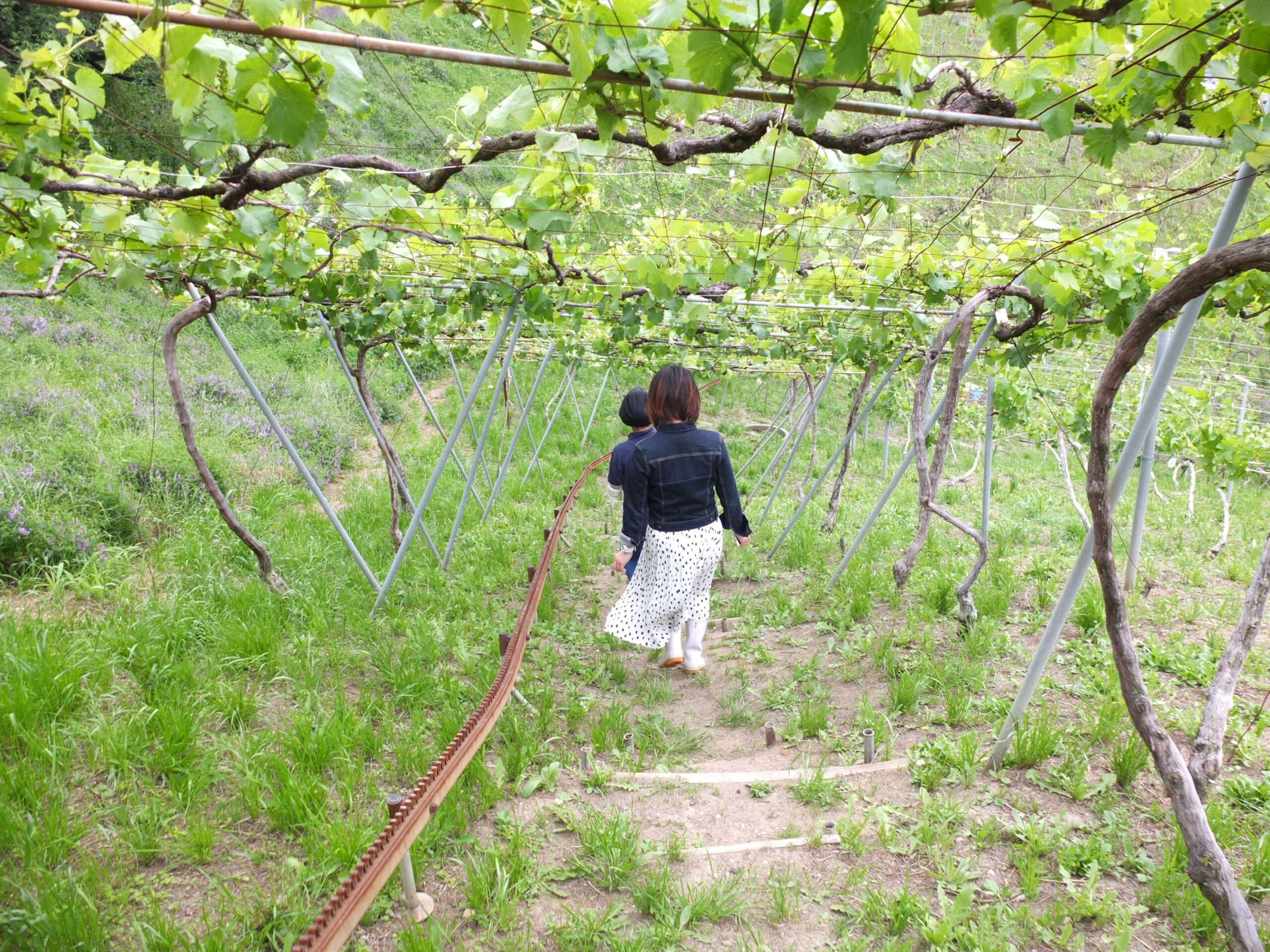 5月、6月ランチ付きワイナリー見学会開催のお知らせ | カタシモ