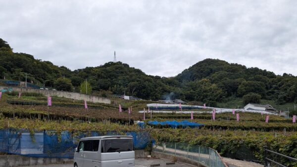 カタシモワイン祭り準備真っ最中